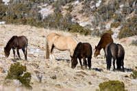Wyoming_20080104__Y1I7552