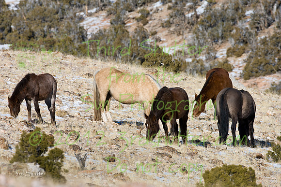Wyoming_20080104__Y1I7552