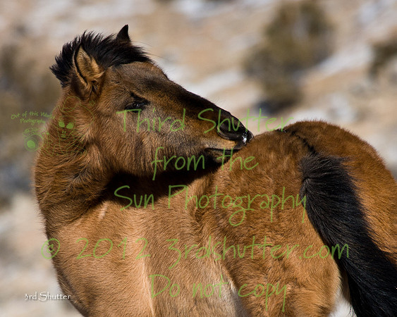 Wyoming_20080105_0B2D8302