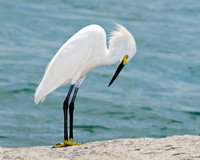 Look at My New Shoes - Snowy Egret - Contest