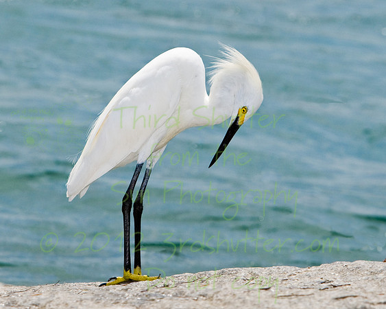 Look at My New Shoes - Snowy Egret - Contest
