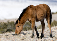 Wyoming_20080104__Y1I7570