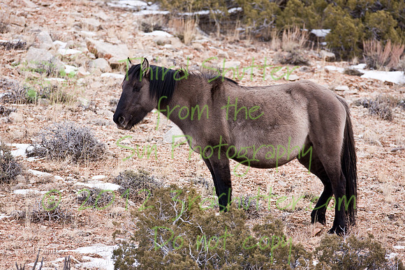 Wyoming_20080104_0B2D8166