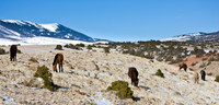 Wyoming_20080104_0B2D7679