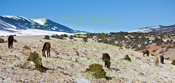 Wyoming_20080104_0B2D7679