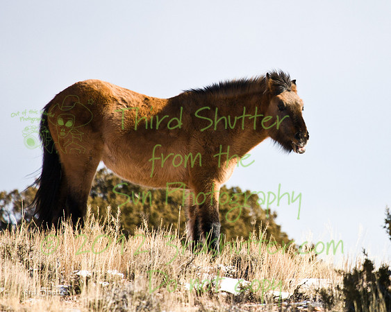 Wyoming_20080105_0B2D8291