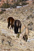 Wyoming_20080104__Y1I7558