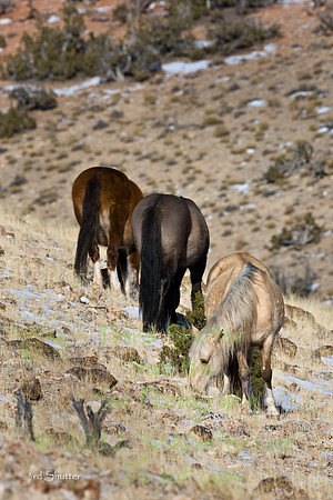 Wyoming_20080104__Y1I7558