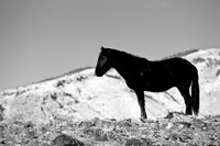 Wyoming_20080104_0B2D7716
