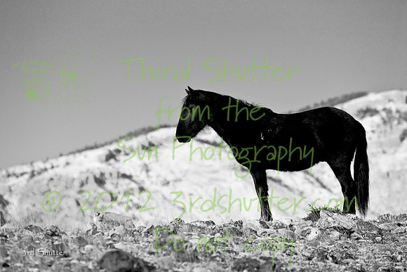 Wyoming_20080104_0B2D7716