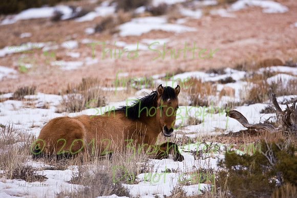 Wyoming_20080104_0B2D8120