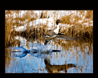 Roswell_20071125_Y1I3157-Edit-2-Edit
