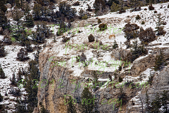 Wyoming_20080105_0B2D8225-Edit