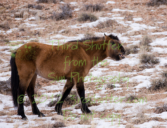 Wyoming_20080104_0B2D8160