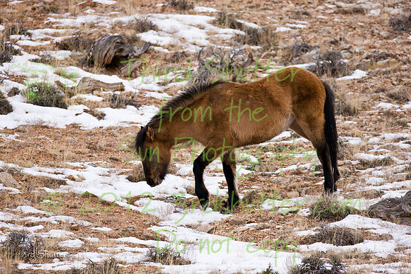 Wyoming_20080104_0B2D8143