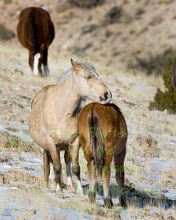 Wyoming_20080104__Y1I7609