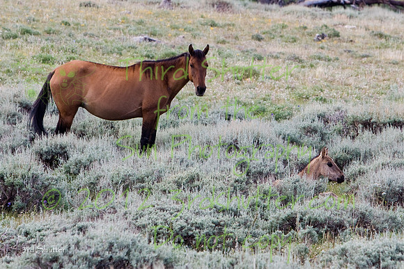 VG7C7792