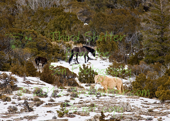 Wyoming_20080105_0B2D8246-Edit-3