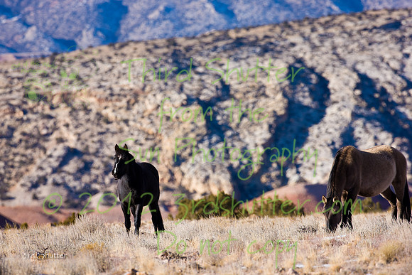 Wyoming_20080104_0B2D7832