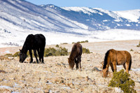 Wyoming_20080104_0B2D7685