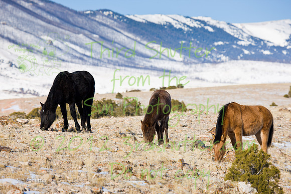 Wyoming_20080104_0B2D7685