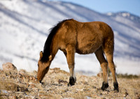 Wyoming_20080104_0B2D7721