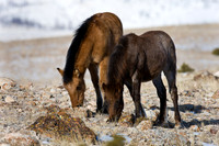 Wyoming_20080104__Y1I7567