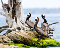 3 Pellicans - Contest