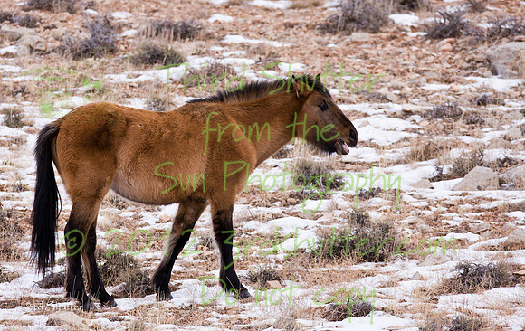 Wyoming_20080104_0B2D8170