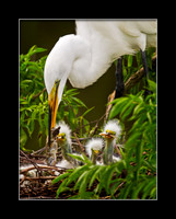 The Epicurean Egrets