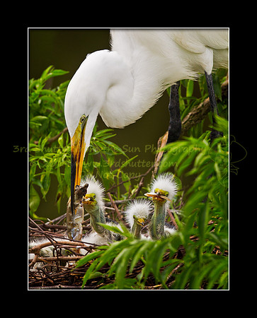 The Epicurean Egrets