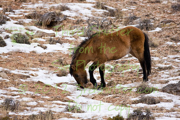 Wyoming_20080104_0B2D8147