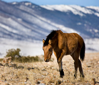 Wyoming_20080104_0B2D7699