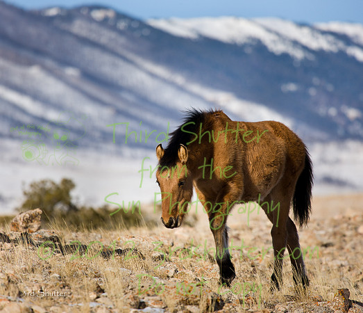 Wyoming_20080104_0B2D7699