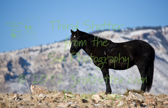 Wyoming_20080104_0B2D7758