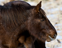 Wyoming_20080104__Y1I7586