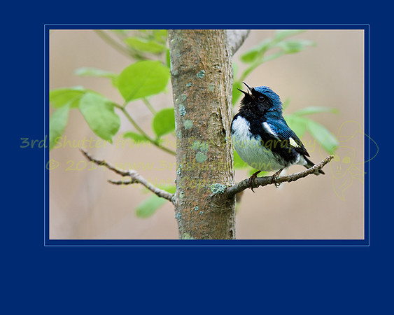 Song, Sung Blue