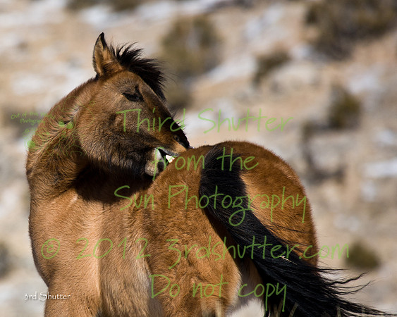 Wyoming_20080105_0B2D8297