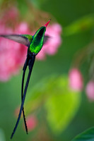 Jamaica