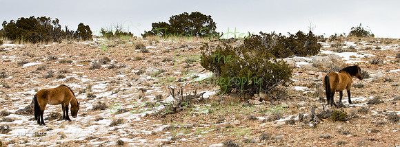 Wyoming_20080104__Y1I7724
