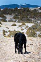 Wyoming_20080104__Y1I7560