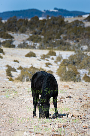 Wyoming_20080104__Y1I7560