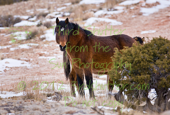 Wyoming_20080104_0B2D8098
