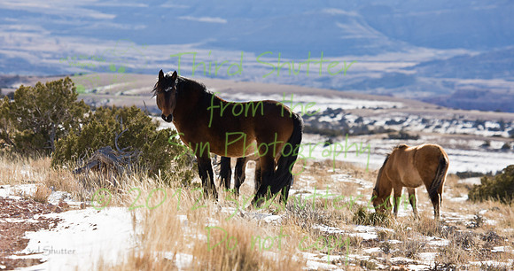 Wyoming_20080105_0B2D8275