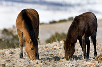 Wyoming_20080104__Y1I7571