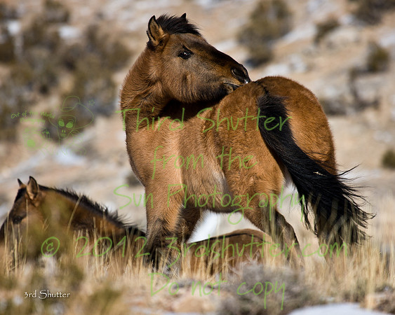 Wyoming_20080105_0B2D8303