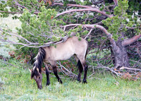VG7C7825
