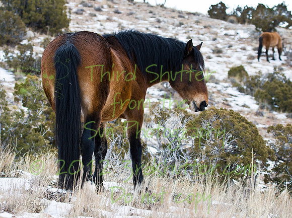 Wyoming_20080104__Y1I7755