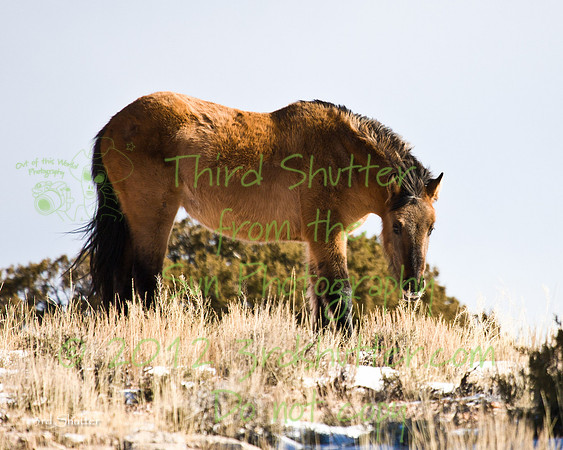 Wyoming_20080105_0B2D8290