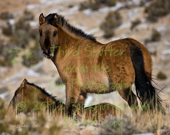 Wyoming_20080105_0B2D8299
